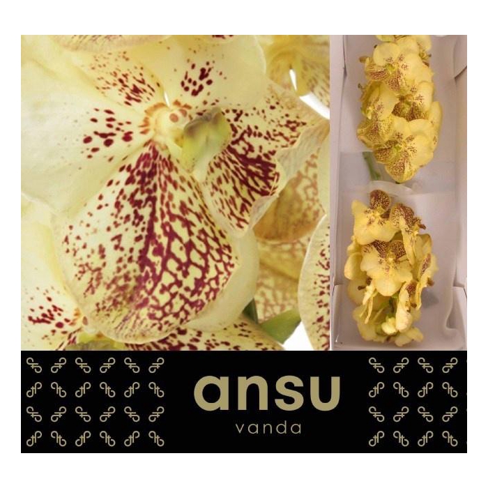 <h4>Vanda Su Yel Henna</h4>