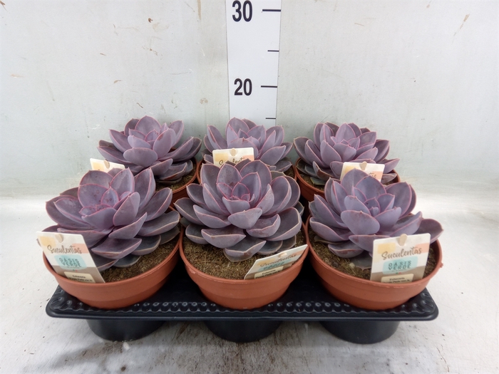 <h4>Echeveria  'Purple Pearl'</h4>