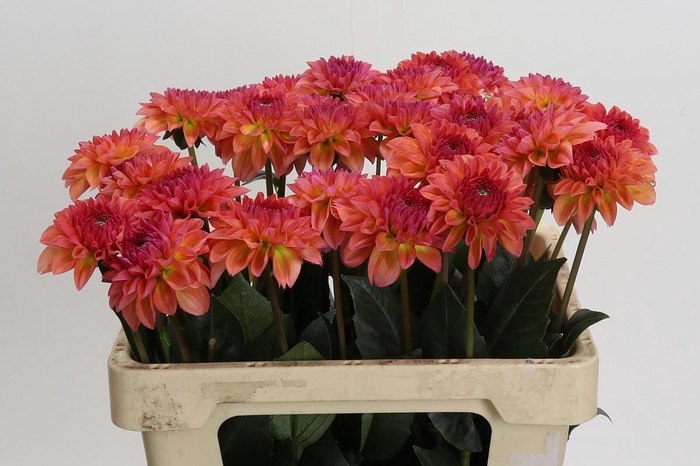<h4>Dahlia Sebastian</h4>