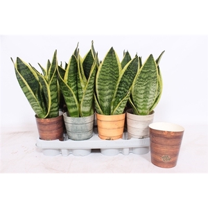 Sansevieria Superba in Rough & Tough cup