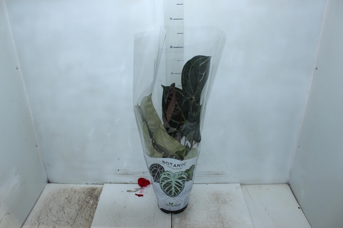 <h4>ANTHURIUM CRYSTALLINUM P17</h4>