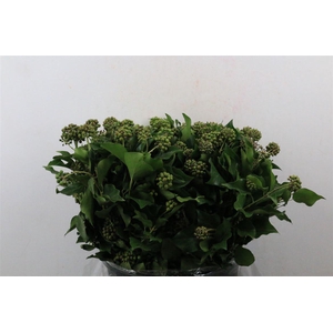 Hedera Berry 400gr P Bunch