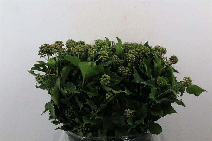 <h4>Hedera Berry 400gr P Bunch</h4>