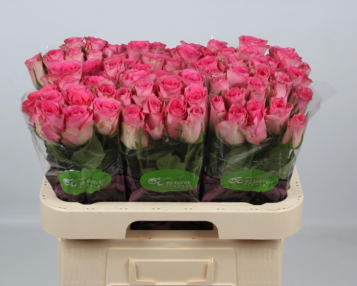 <h4>R GR SMOOTHIE</h4>