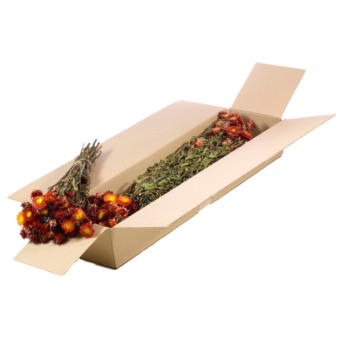 <h4>Helichrysum Sb Natural Red</h4>