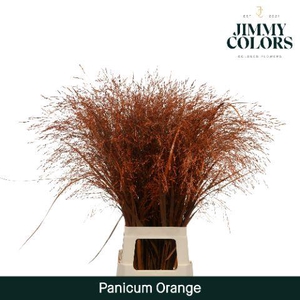 Siergras L90 Klbh. Oranje