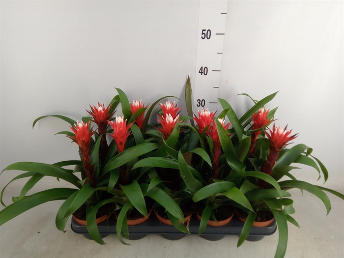 <h4>Guzmania   ...</h4>