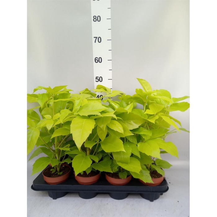 <h4>Schefflera actin.</h4>