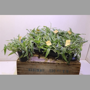 Murdan L Bright Star