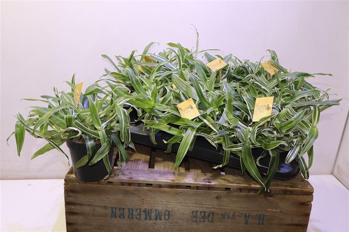 <h4>Murdan L Bright Star</h4>