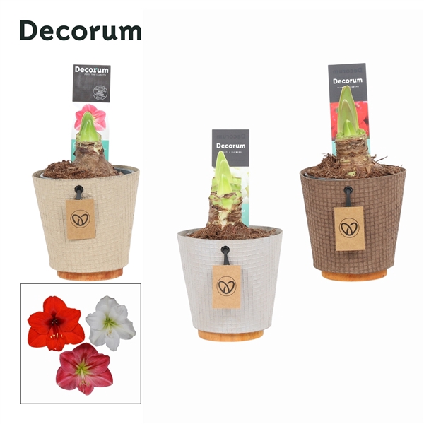 <h4>Amaryllis Mix 2 Knop in Ompot Charta ( Decorum)</h4>