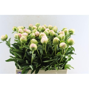 Paeonia L In Full Sail