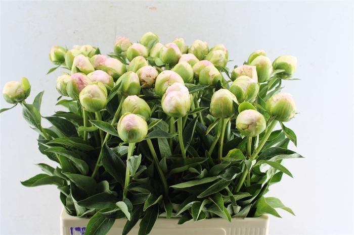 <h4>Paeonia L In Full Sail</h4>