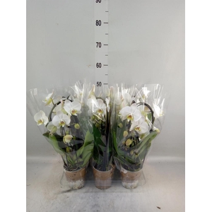 Phalaenopsis  'Elegant Cascade'