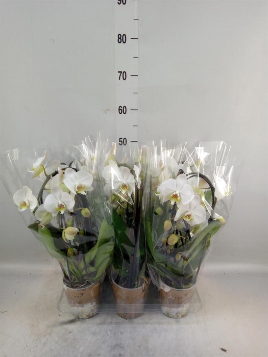 <h4>Phalaenopsis  'Elegant Cascade'</h4>