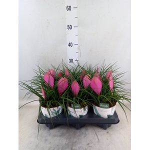 Tillandsia cyanea 'Anita'