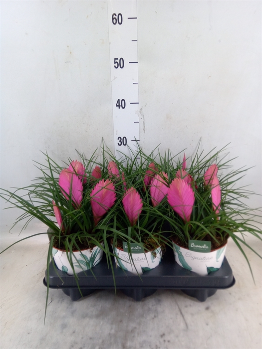 <h4>Tillandsia cyanea 'Anita'</h4>