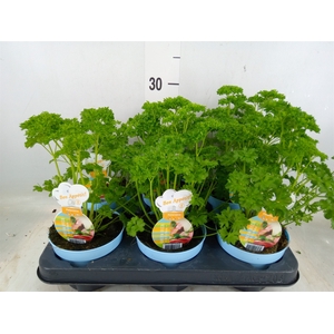 Petroselinum crispum