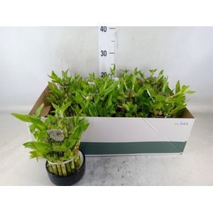 Dracaena sand. 'Lucky Bamboo' ..pyr