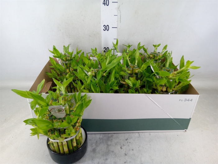<h4>Dracaena sand. 'Lucky Bamboo' ..pyr</h4>