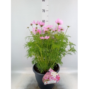 Cosmos bipinnatus 'Sonata Pink'