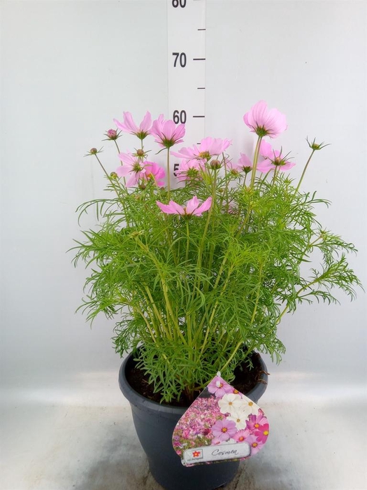<h4>Cosmos bipinnatus 'Sonata Pink'</h4>