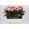 Paeonia Sarah Bernhardt