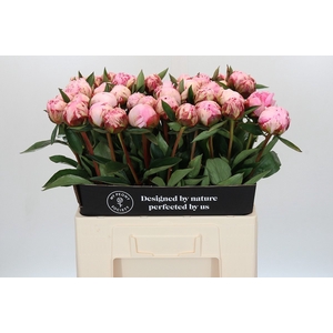 Paeonia Sarah Bernhardt