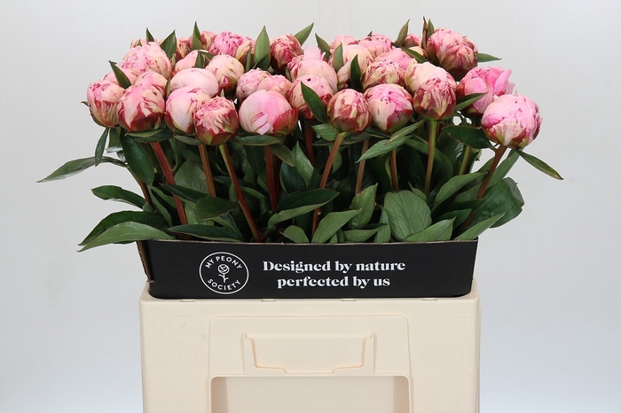 <h4>Paeonia Sarah Bernhardt</h4>