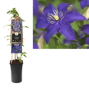 Clematis 'Rhapsody' +3.0 label