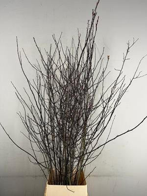 <h4>Prunus Nigra</h4>