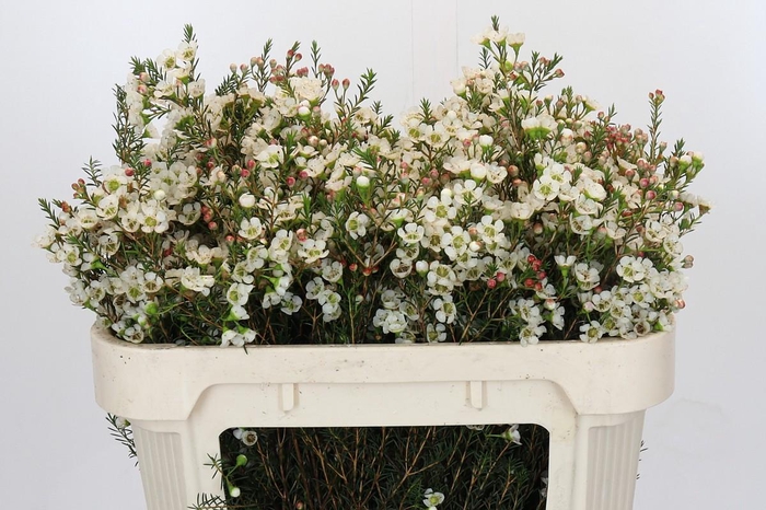 <h4>Chamelaucium Gil</h4>