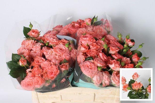 <h4>R Tr First Date 50</h4>