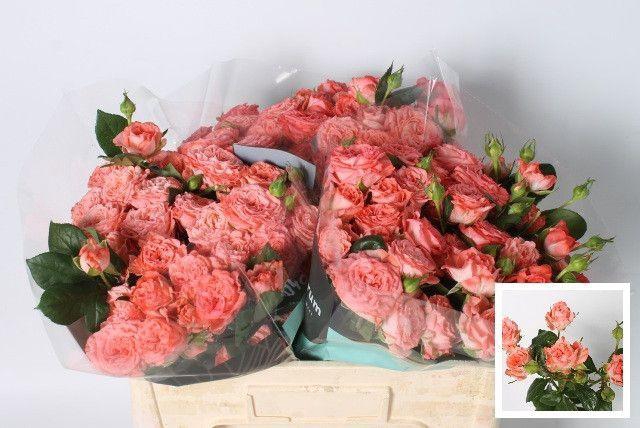 <h4>R Tr First Date 50</h4>