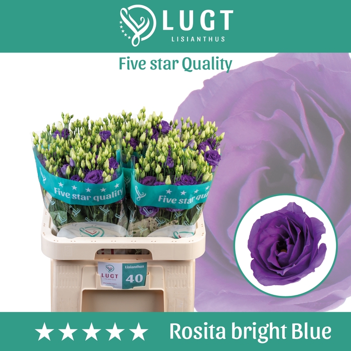 <h4>Lisianthus Rosita Bright Blue</h4>