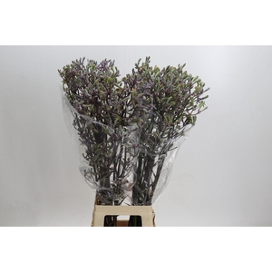 Anigozanthos 'Lilac Queen'
