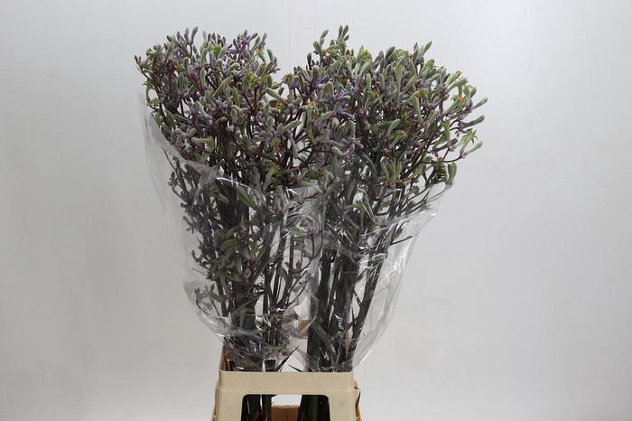 <h4>Anigozanthos 'Lilac Queen'</h4>