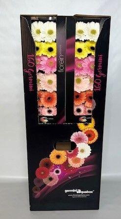 <h4>Germini Mix Pastel</h4>