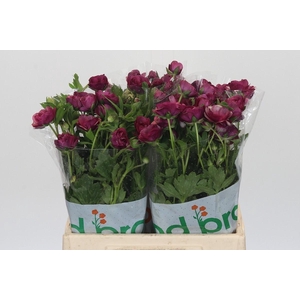 Ranunculus Magical Raspberry