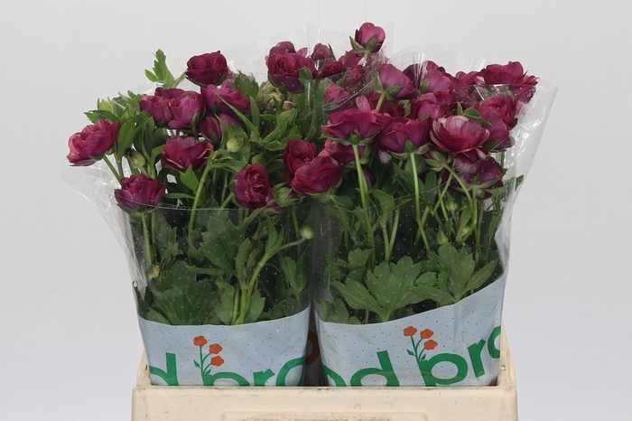 <h4>Ranunculus Magical Raspberry</h4>