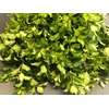 Pittosporum Lemon Extra