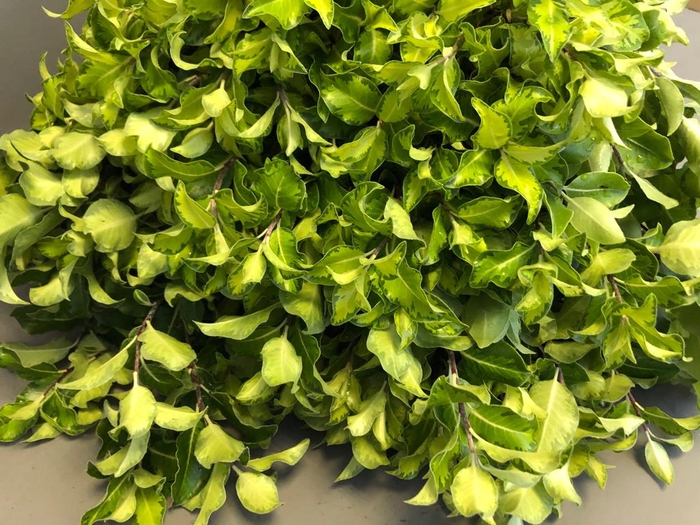 Pittosporum Lemon Extra
