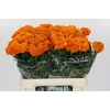 Tagetes Marigold Promise Orange