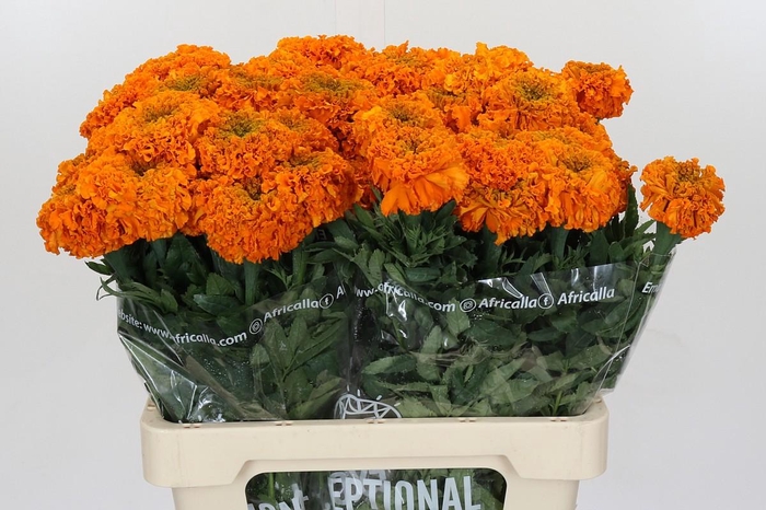 <h4>Tagetes Marigold Promise Orange</h4>
