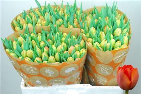 <h4>Tu Du Icoon</h4>