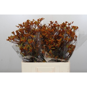 Anigozanthos Bush Sunset