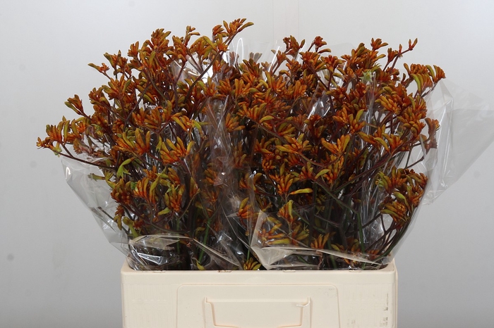 <h4>Anigozanthos Bush Sunset</h4>