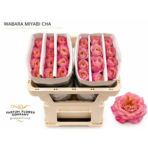 Rosa a Wabara Miyabi Cha