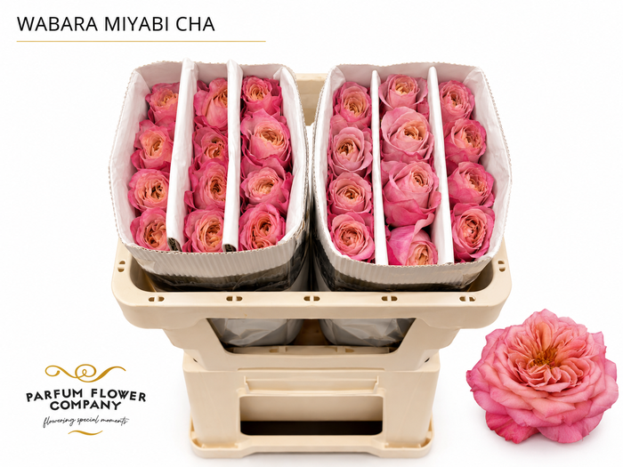 <h4>Rosa a Wabara Miyabi Cha</h4>