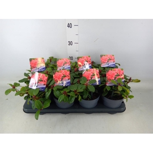 Rhododendron forr. 'Scarlet Wonder'